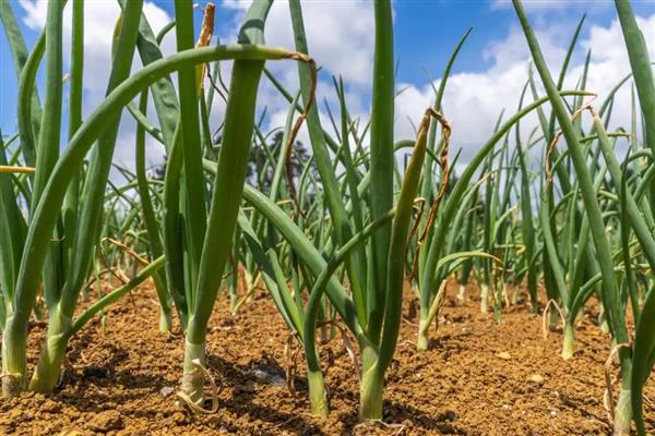 洋葱有哪些生长习性，开花期需14小时以上的日照
