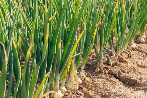 洋葱有哪些生长习性，开花期需14小时以上的日照