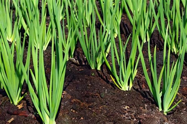 洋葱有哪些生长习性，开花期需14小时以上的日照
