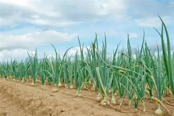 洋葱有哪些生长习性，开花期需14小时以上的日照