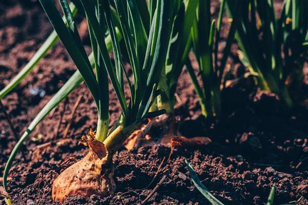 洋葱有哪些生长习性，开花期需14小时以上的日照