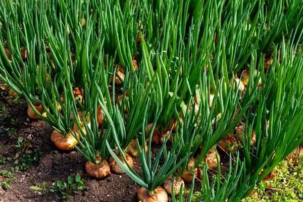 洋葱有哪些生长习性，开花期需14小时以上的日照