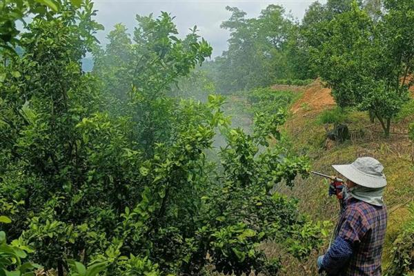 杀虫药的种类，对硫磷、甲基对硫磷等药物很常见