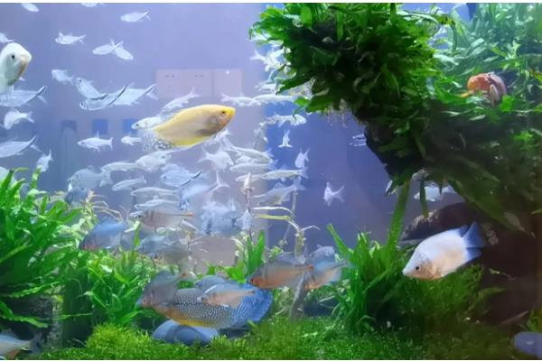 鱼缸刚换的水为什么腥，可能是没有清理干净所致