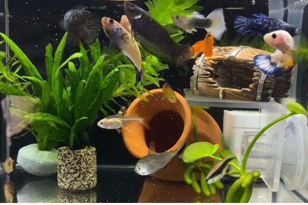 鱼缸刚换的水为什么腥，可能是没有清理干净所致