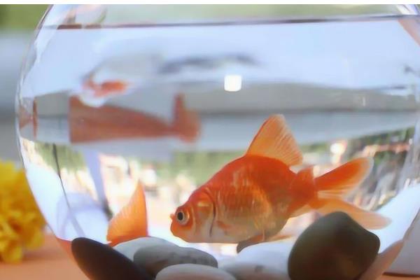 鱼缸刚换的水为什么腥，可能是没有清理干净所致