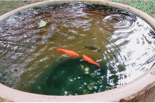 鱼缸刚换的水为什么腥，可能是没有清理干净所致