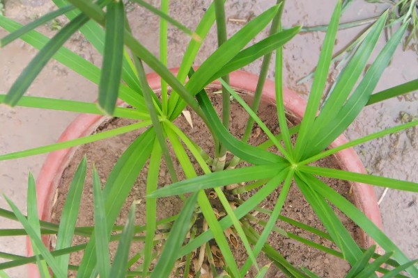 伞竹的养殖方法,要置于阳光充足的环境中养护