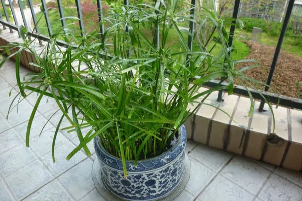 伞竹的养殖方法,要置于阳光充足的环境中养护