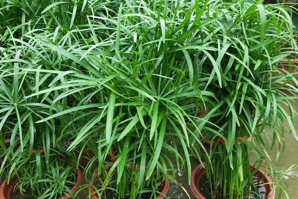 伞竹的养殖方法,要置于阳光充足的环境中养护