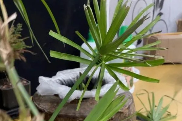 伞竹的养殖方法,要置于阳光充足的环境中养护