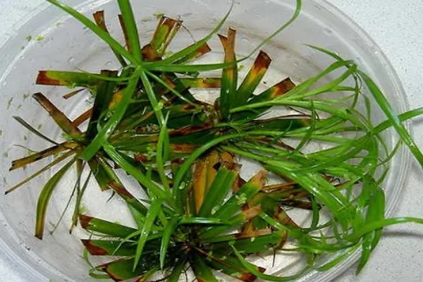 伞竹的养殖方法,要置于阳光充足的环境中养护