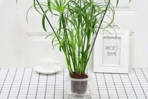 伞竹的养殖方法,要置于阳光充足的环境中养护