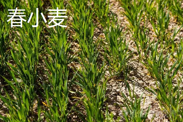 我国春小麦和冬小麦分布在哪里,春小麦主要分布在长城以北地区