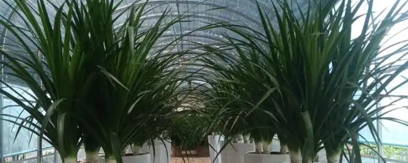 龙血树的修剪方法，不同时期需要不同的修剪方法