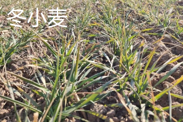 我国春小麦和冬小麦分布在哪里,春小麦主要分布在长城以北地区