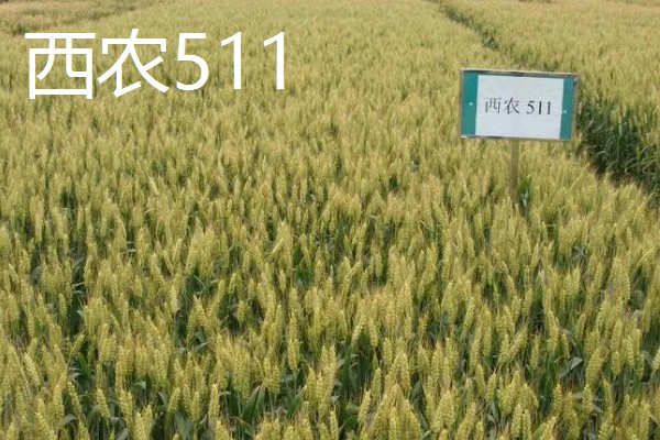 我国春小麦和冬小麦分布在哪里,春小麦主要分布在长城以北地区