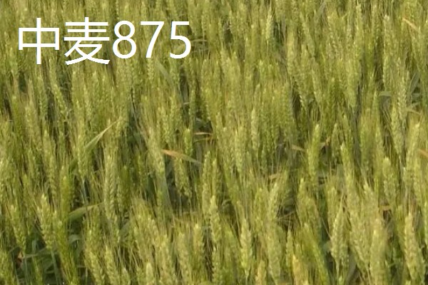 我国春小麦和冬小麦分布在哪里,春小麦主要分布在长城以北地区