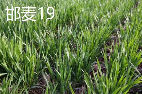 我国春小麦和冬小麦分布在哪里,春小麦主要分布在长城以北地区