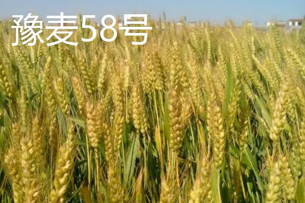 我国春小麦和冬小麦分布在哪里,春小麦主要分布在长城以北地区