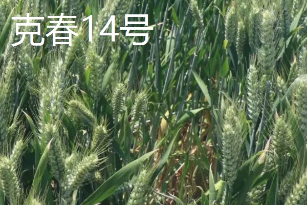 我国春小麦和冬小麦分布在哪里,春小麦主要分布在长城以北地区