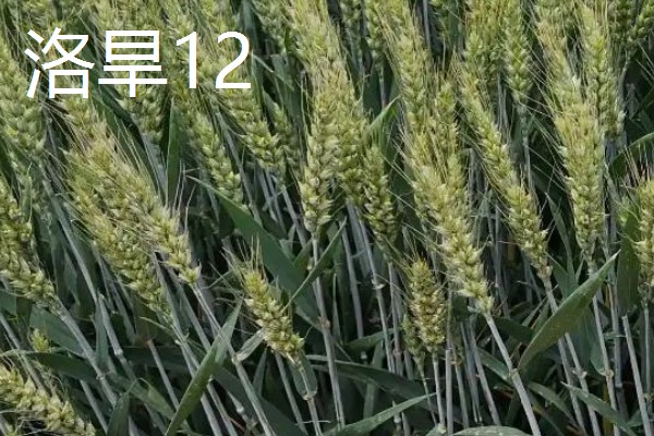 我国春小麦和冬小麦分布在哪里,春小麦主要分布在长城以北地区