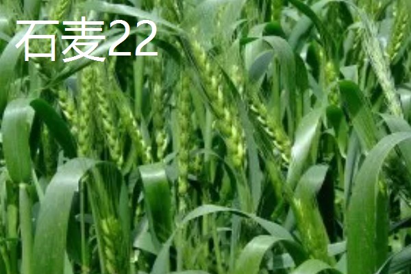 我国春小麦和冬小麦分布在哪里,春小麦主要分布在长城以北地区