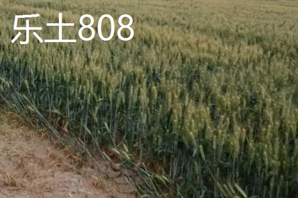 我国春小麦和冬小麦分布在哪里,春小麦主要分布在长城以北地区