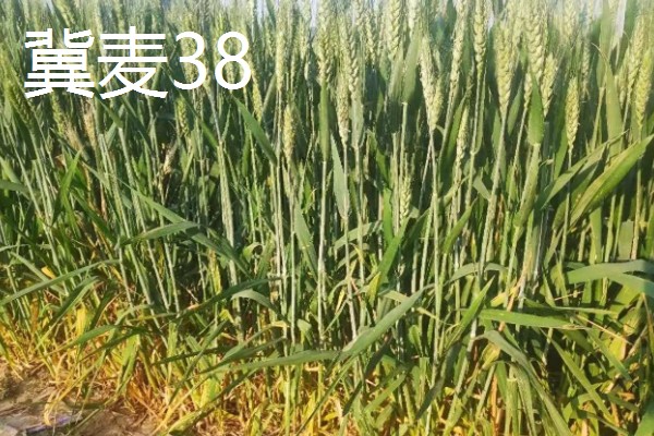 我国春小麦和冬小麦分布在哪里,春小麦主要分布在长城以北地区