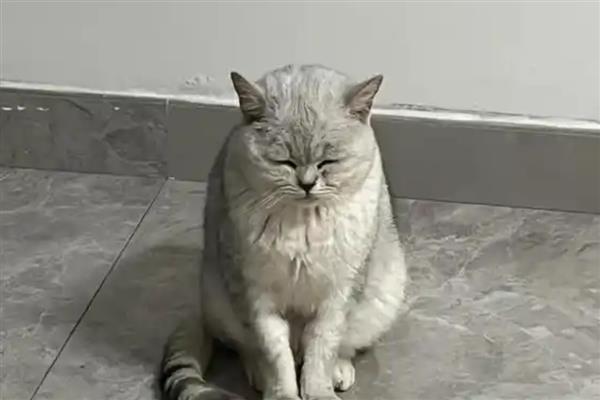 猫突然吐白沫的原因，可能是吃了不健康的食物所致