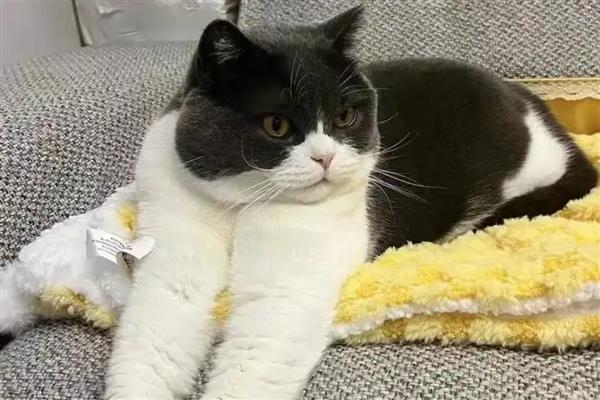 猫突然吐白沫的原因，可能是吃了不健康的食物所致