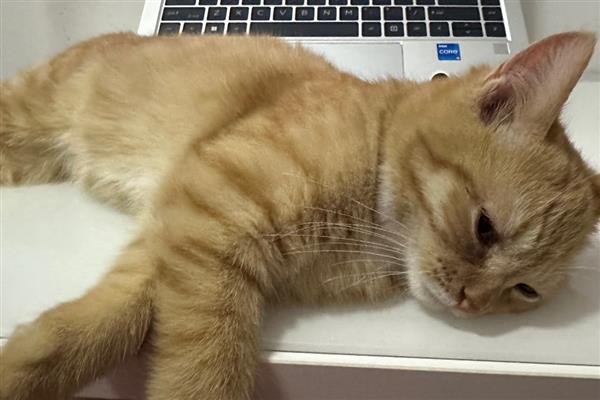 猫突然吐白沫的原因，可能是吃了不健康的食物所致