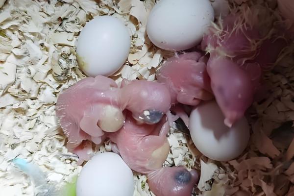 鹦鹉几天能出壳，需要20天左右