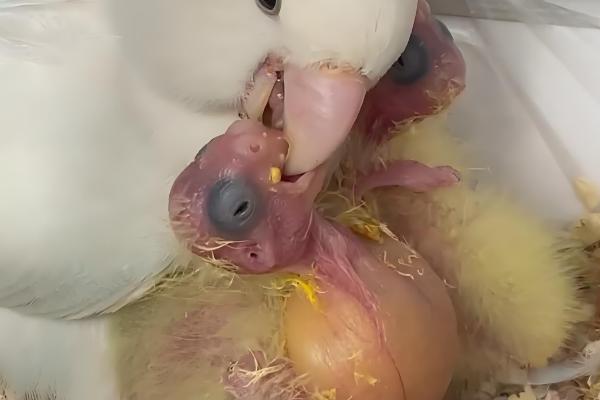 鹦鹉几天能出壳，需要20天左右