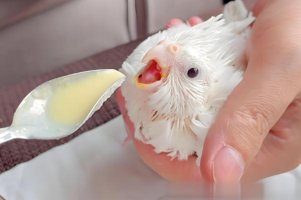 鹦鹉几天能出壳，需要20天左右