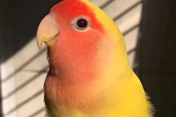 鹦鹉几天能出壳，需要20天左右