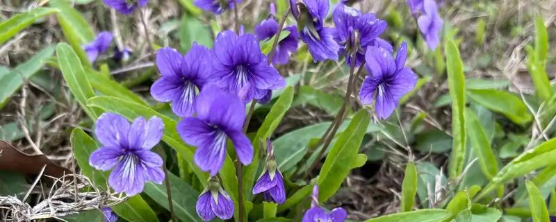 紫花地丁的花语，寓意诚信、活泼可爱等