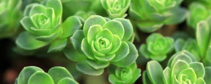 如何判断金钱木要浇水，可观察土壤、叶片等