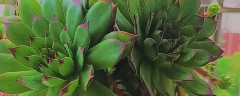 观音莲有什么花语，代表幸福纯洁