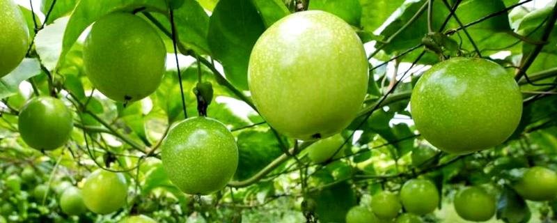 黄金百香果的品种，金霸百香果、荔枝味黄金百香果等品种很常见