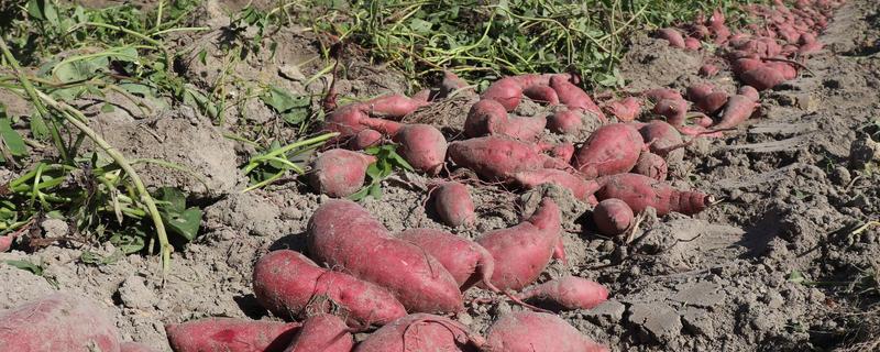 红薯的产地，是在亚洲