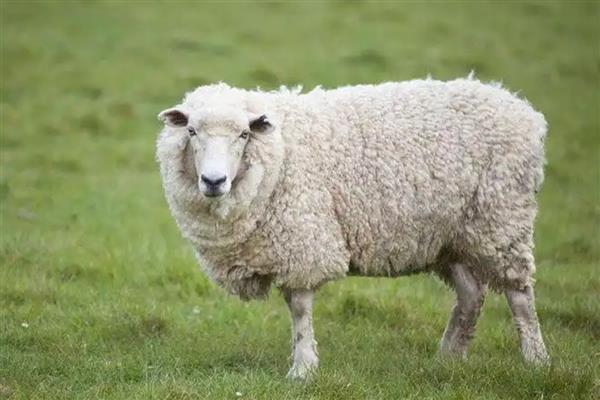 绵羊不愿剪毛的原因，可能是感到疼痛或不适