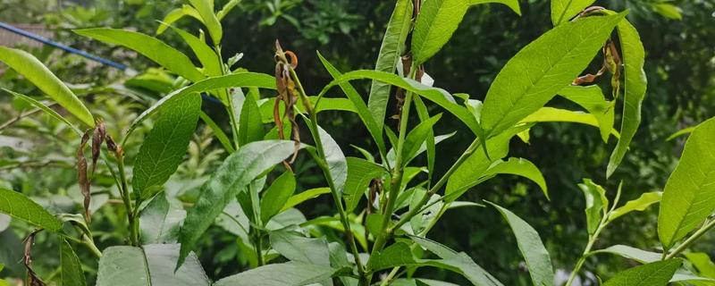 桃树枯梢病的症状和原因,发病的叶片会变得非常干枯