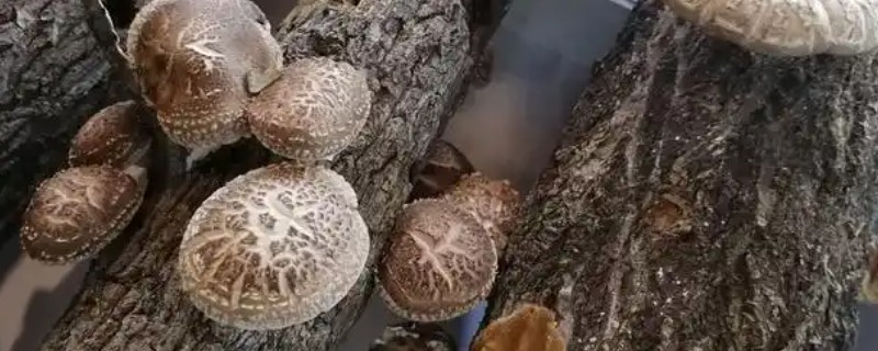 怎么种香菇,将菌土填入椴木的小孔中