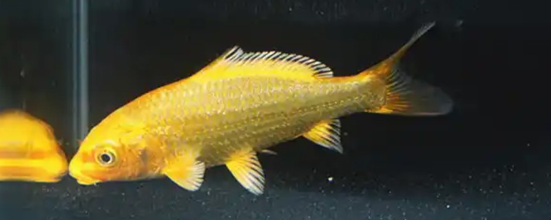 黄金锦鲤的饲养方法，6-9月份每天投喂两次