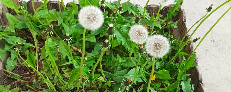 蒲公英的养殖方法，每天要见光6-7小时