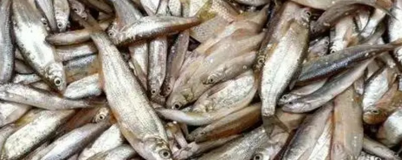 白条鱼和麦穗鱼的区别，科属和形态特征均不同