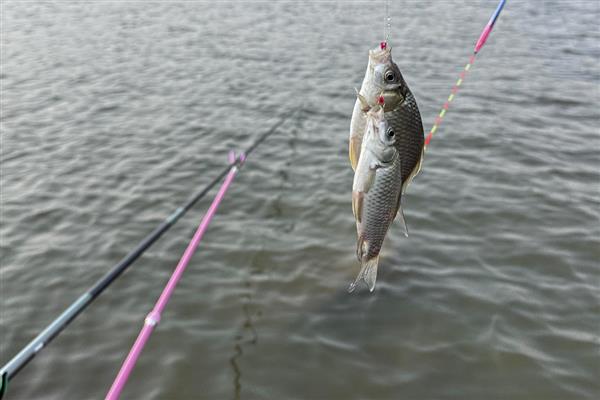 如何正确单钩垂钓调漂，首先需要初步定位浮漂