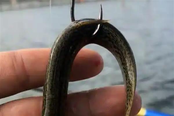 如何正确单钩垂钓调漂，首先需要初步定位浮漂