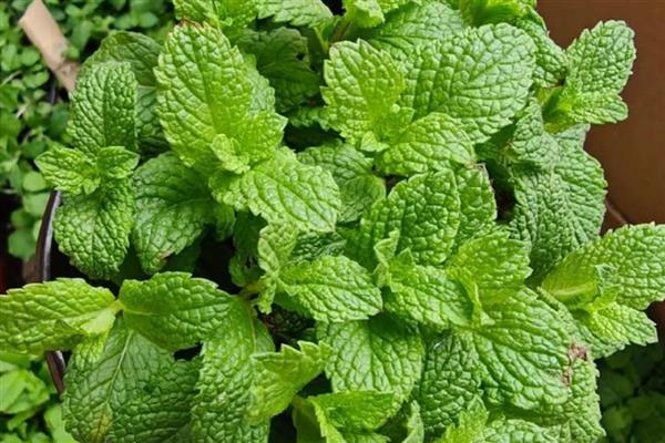 办公室适合摆放的花草，推荐薄荷、常春藤等